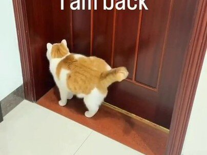 【海外の反応】「開けてー、帰ってきたよ」　ドアをノックして帰宅を告げる猫に海外大興奮「しつけられてるのは人間の方」