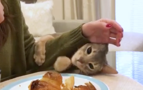 ちょっと触らせてくれません？どうしてもパンを触ってみたい猫。海外の反応