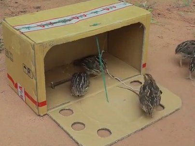 【海外の反応】ウズラを段ボール箱で捕まえる動画が話題に　「今夜の晩ごはん決定」「仲間が消えても気にしない」