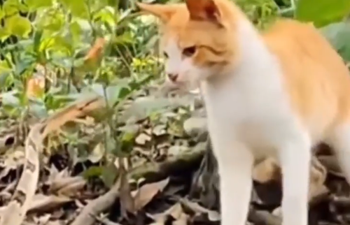 猫とヘビはどちらが速い？ヘビに襲われるピンチな猫ちゃんのパンチ。海外の反応