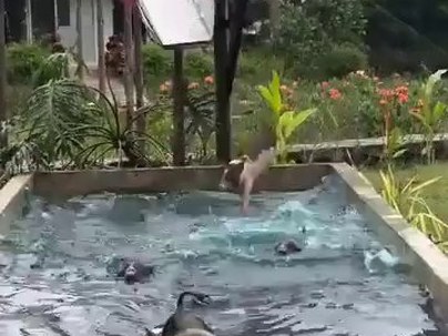 【海外の反応】子豚の大群が滑り台から次々ダイブ　「青すぎる水が気になる」「これは人間の娯楽じゃないだろ」