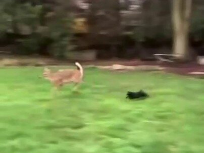 【海外の反応】小さな黒猫が庭に来た鹿を全力で追い払う動画　「闘志の塊」「危ないけど最高」