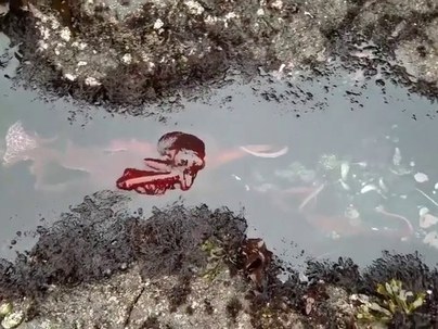 【海外の反応】オレゴンの潮だまりを巨大ミズダコが堂々と横断「街中を闊歩中～♪」「タコは賢すぎる」