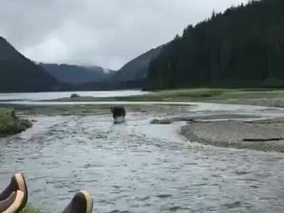 【海外の反応】川を釣り人に向かって爆走するクマが撮影される　「こいつら冷静すぎだろ」「逃げたら獲物認定されるぞ」
