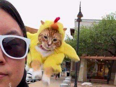 ニワトリ着ぐるみの猫がイヌワシ並みに勇壮に肩へ舞い降りる「違いが分からない」【海外の反応】