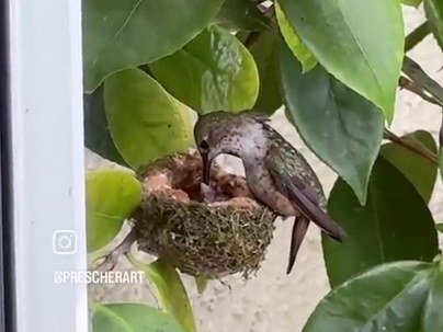 【海外の反応】窓の真横で生まれたハチドリの赤ちゃんにママが餌やり　「小さすぎる奇跡」「ママの嘴の4分の3が飲み込まれてる」