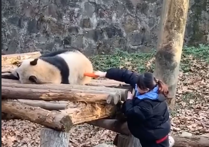 panda1