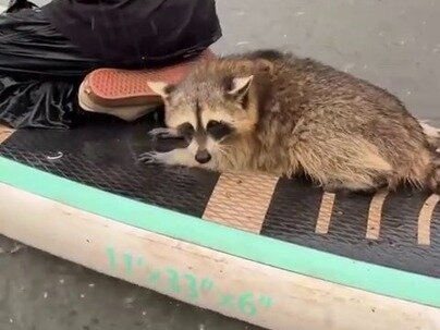 増水した川に取り残されたアライグマ、パドルボードで救助されて人の脚の下に潜り込む【海外の反応】