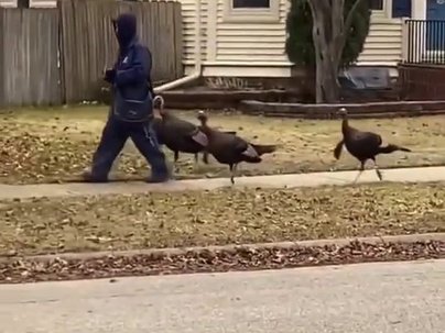 【海外の反応】郵便配達員に野生の七面鳥が集団でついていく光景が話題に　「仲間だと思われてる」「護衛付き配達」