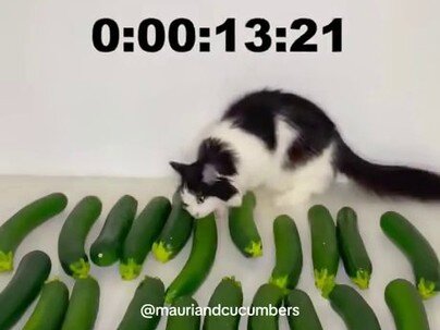 ズッキーニの列から13秒でキュウリを探し当てた猫、そのままかじりつく「パリパリのヘビうまっ」【海外の反応】