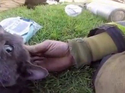 【海外の反応】火事の煙で倒れた猫たちを消防士が救助　「英雄はこういう人たちだ」「猫たちが助かって本当によかった」