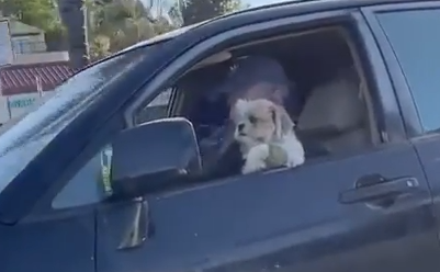 今日一番悲しすぎる出来事。犬がドライブしながら窓の外を眺めてると・・・。海外の反応