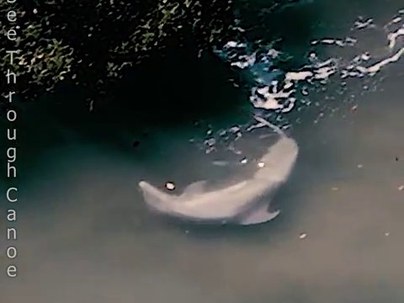 【海外の反応】イルカが尻尾でボラをぶっ飛ばす衝撃映像「宇宙開発進んでて草」「YEET！」