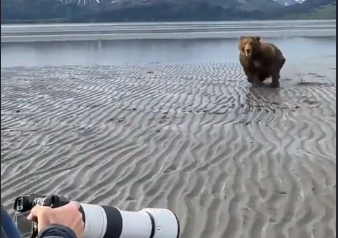 人間を襲うガオーッ！プロのガイドが教えるクマが襲ってきたときの対処法。海外の反応