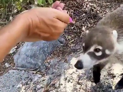 【海外の反応】暑さでバテたハナグマに女性が手から水を飲ませる　「変わった猫だな」「ママ鳥かよ」