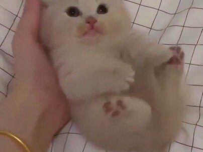 【海外の反応】猫を飼わない理由なんてない？→コメント欄が現実を突きつけてきた「家賃月300ドル増」「アレルギーで死ぬ」