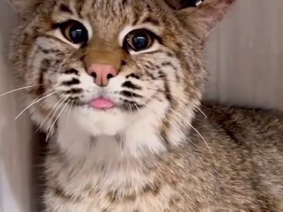 【海外の反応】舌ぺろっと出したボブキャットが怒ってシャーしてるけど可愛すぎる　「怒ってる顔と舌のギャップが反則」「なでたら5針」