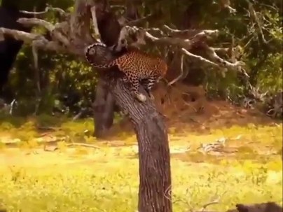 【海外の反応】木の上のヒョウ、イノシシの群れに囲まれて飛び降り1匹を仕留めて戻る　「囲まれてる？いやビュッフェに囲まれてる」「カメラマン仕事しろ」