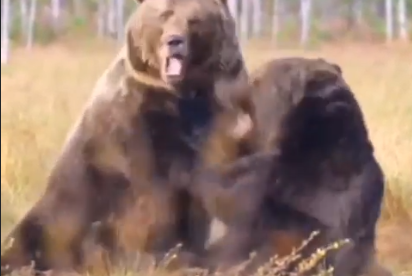 リアルに迫力がヤバすぎる。野生のクマ同士のガチンコファイト。海外の反応