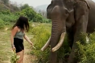 野生の動物を舐めちゃいけない。野生の象にバナナをあげるふりをしてからかった女の末路。海外の反応