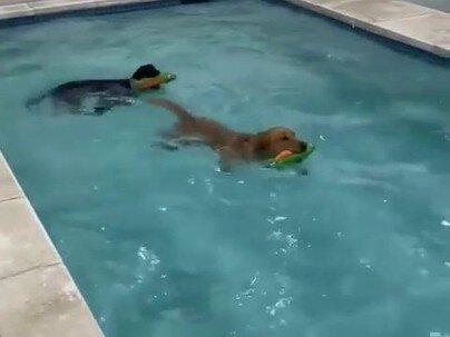 【海外の反応】犬用プールに到着した2匹のラブが大興奮　「レトリバーは回収してなんぼ」「K9アクアティクスセンターとか天才か」