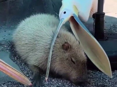 カピバラの頭をくちばしで挟んで品定めするペリカン「あ〜そこそこ、効く〜」【海外の反応】