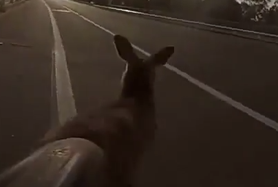 気を付けてカンガルーは急に止まれない。オーストラリアの道路を走るときは気を付けて。海外の反応