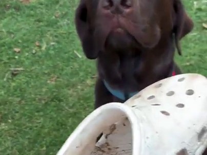 噛みちぎったサンダルを証拠に突きつけられた犬、目を閉じて完全黙秘…【海外の反応】