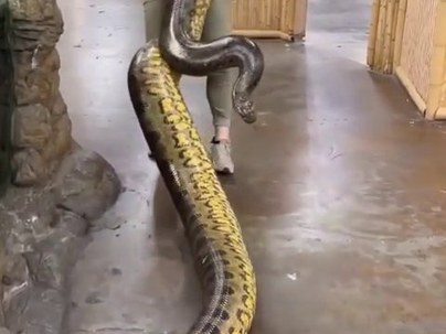 【海外の反応】巨大アナコンダを一人で移動させる女性が凄すぎる「強い」「これは無理」