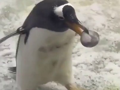 【海外の反応】ペンギンの夫が妻から石をこっそり盗んでまたプレゼント「同じ石を繰り返してるだけで草」「俺が嫁の靴でやってるやつだ」