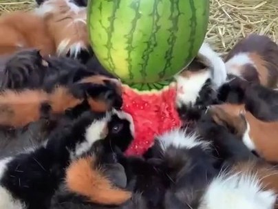 【海外の反応】大量のモルモットがスイカに群がる映像が話題　「モフモフの陸上ピラニアだ」「トリブル襲来」