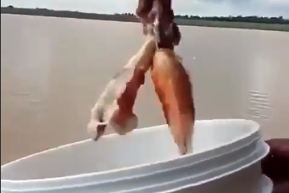 pira1