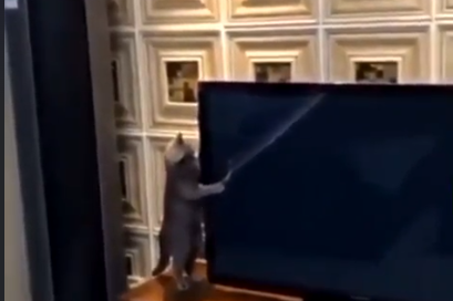 子猫を飼っていない人って満足できているの？家に子猫がいる刺激的な生活。海外の反応