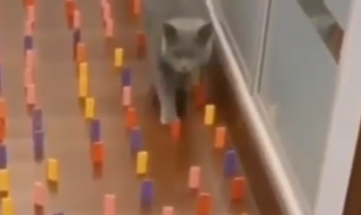 驚くべき忍者のような猫の動き 猫の空間認識能力と繊細な動きがスゴイ 海外の反応 Qqq 海外の反応