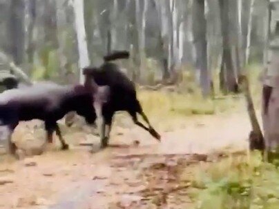角を突き合わせる2頭のヘラジカ、細い白樺まで押し倒す「撮ってる人、近すぎない？」【海外の反応】