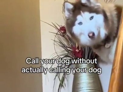 【海外の反応】チーズの袋を開けるだけで犬を呼べる裏技　「チーズ税だ！」「うちの犬も同じ」