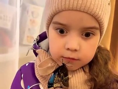 【海外の反応】青いモルフォ蝶が顔に乗っても泰然自若な少女の胆力に世界が降参　「大人より冷静」「これでもうプリンセスだ」
