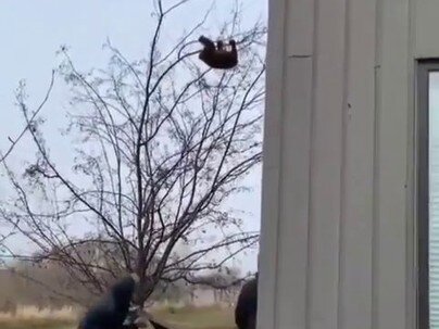 木から落ちてくる子グマ、下で布を広げる男3人——受け止める寸前で終わる動画【海外の反応】