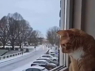 【海外の反応】猫が窓から凍結した道路を眺めていたら自転車が次々と転倒　「猫は一晩中ホースで水を撒いていた」