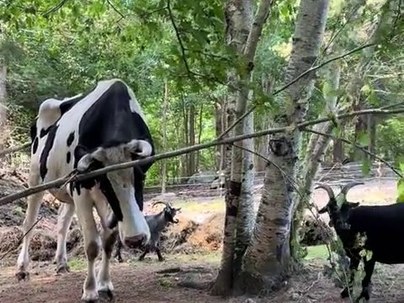 【海外の反応】牛が高い枝を引き下げてヤギ仲間に葉っぱを食べさせる優しい光景に「あの牛こそ真のG.O.A.T.」「動物の思いやりは本物」