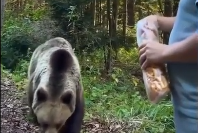 クマがいたから餌をやってみよう！野生のクマにエサをやるとどうなるのかな？海外の反応