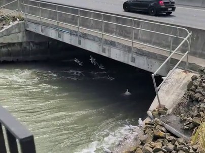 【海外の反応】カモメが橋の下の風のトンネルで虫を食べてる動画　「賢すぎる」「これ消費カロリー以上に取れてるのか？」