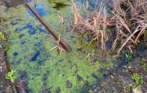 どうしてこうなった！？コケだらけの庭の水を抜いて掃除してみたら・・・。海外の反応