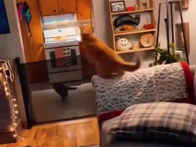 【海外の反応】自動給餌器が作動した瞬間、世界中の猫が超スピードで飛んでくる動画が話題「天井から猫が降ってきてワロタ」「パブロフもビックリ」