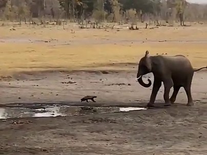 巨大なゾウに何度蹴られても向かっていく小さなラーテル「世界一こわいもの知らずの動物」【海外の反応】