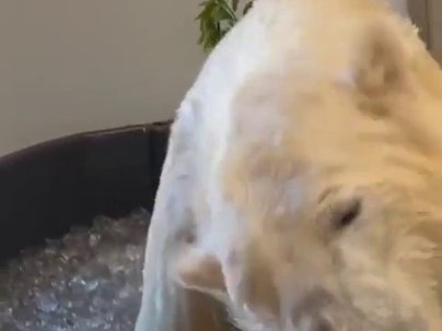 【海外の反応】氷風呂で寛ぐオレゴン動物園のホッキョクグマが可愛すぎる　「友達顔してる」「フレンドシェイプ」