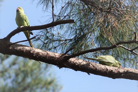 3ワカケホンセイインコ