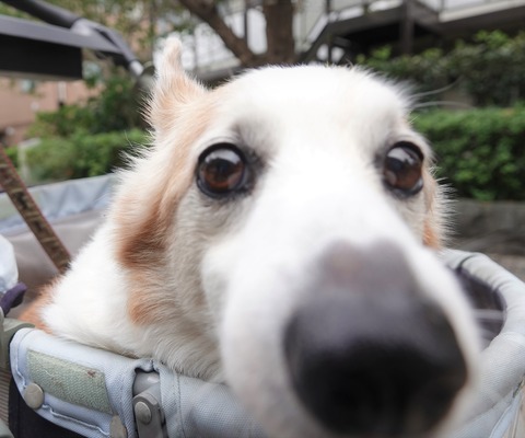 カメ学通信講座