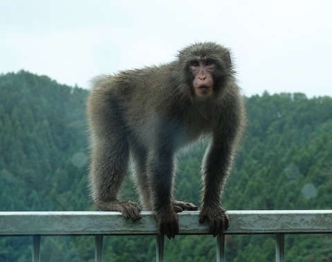 野生動物探索、宮ケ瀬湖の猿