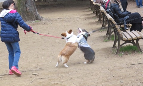 コーギー集まり